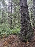  ( - FDS-CA-07123)  @11 [ ] by (2025) Mandy Hackney Fungal Diversity Survey