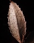  ( - FDS-CA-08155)  @11 [ ] by-nc (2025) Damon Tighe Fungal Diversity Survey