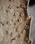  ( - FDS-CA-08155)  @11 [ ] by-nc (2025) Damon Tighe Fungal Diversity Survey