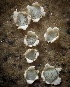  ( - FDS-CA-08155)  @11 [ ] by-nc (2025) Damon Tighe Fungal Diversity Survey