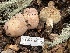  ( - FDS-CA-07479)  @11 [ ] by-nc (2025) Dean Lyons Fungal Diversity Survey