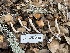  ( - FDS-CA-07482)  @11 [ ] by-nc (2025) Dean Lyons Fungal Diversity Survey