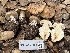  ( - FDS-CA-07492)  @11 [ ] by-nc (2025) Dean Lyons Fungal Diversity Survey