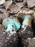  ( - FDS-CA-07492)  @11 [ ] by-nc (2025) Dean Lyons Fungal Diversity Survey