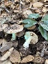  ( - FDS-CA-08410)  @11 [ ] by-nc (2025) Dean Lyons Fungal Diversity Survey