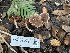  ( - FDS-CA-08411)  @11 [ ] by-nc (2025) Dean Lyons Fungal Diversity Survey