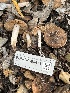 ( - FDS-CA-08471)  @11 [ ] by-nc (2025) Dean Lyons Fungal Diversity Survey