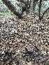 ( - FDS-CA-06679)  @11 [ ] by (2025) Justin Paulin Fungal Diversity Survey