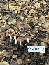  ( - FDS-CA-06679)  @11 [ ] by (2025) Justin Paulin Fungal Diversity Survey