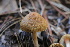  ( - FDS-CA-08718)  @11 [ ] c (2025) Marinna Grijalva Fungal Diversity Survey