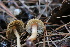  ( - FDS-CA-08718)  @11 [ ] c (2025) Marinna Grijalva Fungal Diversity Survey
