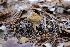  ( - FDS-CA-08718)  @11 [ ] c (2025) Marinna Grijalva Fungal Diversity Survey