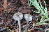  ( - FDS-CA-08797)  @11 [ ] c (2025) Marinna Grijalva Fungal Diversity Survey