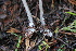  ( - FDS-CA-08797)  @11 [ ] c (2025) Marinna Grijalva Fungal Diversity Survey
