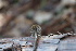  ( - FDS-CA-08797)  @11 [ ] c (2025) Marinna Grijalva Fungal Diversity Survey