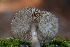  ( - FDS-CA-08796)  @11 [ ] c (2025) Marinna Grijalva Fungal Diversity Survey