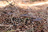  ( - FDS-CA-08796)  @11 [ ] c (2025) Marinna Grijalva Fungal Diversity Survey