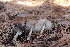  ( - FDS-CA-08796)  @11 [ ] c (2025) Marinna Grijalva Fungal Diversity Survey