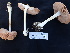  ( - FDS-CA-02465)  @11 [ ] by-nc (2025) Jaren Hockert Fungal Diversity Survey