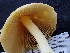  ( - FDS-CA-02467)  @11 [ ] by-nc (2025) Jaren Hockert Fungal Diversity Survey