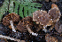  ( - FDS-CA-08411)  @11 [ ] by-nc (2025) Dean Lyons Fungal Diversity Survey