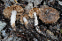  ( - FDS-CA-08471)  @11 [ ] by-nc (2025) Dean Lyons Fungal Diversity Survey