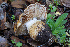  ( - FDS-CA-07493)  @11 [ ] by-nc (2025) Dean Lyons Fungal Diversity Survey