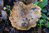  ( - FDS-CA-07493)  @11 [ ] by-nc (2025) Dean Lyons Fungal Diversity Survey