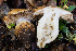  ( - FDS-CA-07493)  @11 [ ] by-nc (2025) Dean Lyons Fungal Diversity Survey