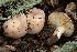  ( - FDS-CA-07479)  @11 [ ] by-nc (2025) Dean Lyons Fungal Diversity Survey