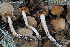  (Cortinarius sp. CA35 - FDS-CA-07482)  @11 [ ] by-nc (2025) Dean Lyons Fungal Diversity Survey