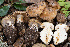  (Cortinarius callimorphus - FDS-CA-07492)  @11 [ ] by-nc (2025) Dean Lyons Fungal Diversity Survey