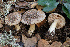  ( - FDS-CA-08410)  @11 [ ] by-nc (2025) Dean Lyons Fungal Diversity Survey