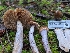  ( - FDS-CA-06944)  @11 [ ] by-nc (2024) Stu Pickell Fungal Diversity Survey