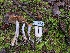 ( - FDS-CA-06944)  @11 [ ] by-nc (2024) Stu Pickell Fungal Diversity Survey