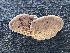  ( - FDS-CA-08170)  @11 [ ] by-nc (2025) Damon Tighe Fungal Diversity Survey
