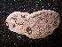  ( - FDS-CA-08170)  @11 [ ] by-nc (2025) Damon Tighe Fungal Diversity Survey