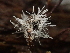  ( - FDS-CA-08171)  @11 [ ] by-nc (2025) Damon Tighe Fungal Diversity Survey