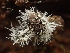  ( - FDS-CA-08171)  @11 [ ] by-nc (2025) Damon Tighe Fungal Diversity Survey