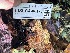  ( - FDS-CA-08178)  @11 [ ] by-nc (2025) Damon Tighe Fungal Diversity Survey