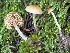  ( - FDS-CA-08184)  @11 [ ] by-nc (2025) Damon Tighe Fungal Diversity Survey