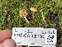 ( - FDS-CA-08184)  @11 [ ] by-nc (2025) Damon Tighe Fungal Diversity Survey