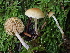  ( - FDS-CA-08184)  @11 [ ] by-nc (2025) Damon Tighe Fungal Diversity Survey