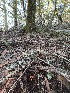  ( - FDS-CA-08188)  @11 [ ] by-nc (2025) Damon Tighe Fungal Diversity Survey