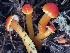  (Hygrocybe sp. CA04 - FDS-CA-08188)  @11 [ ] by-nc (2025) Damon Tighe Fungal Diversity Survey