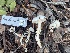 ( - FDS-CA-08575)  @11 [ ] by-nc (2025) Dean Lyons Fungal Diversity Survey