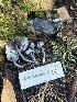  ( - FDS-CA-08573)  @11 [ ] by-nc (2025) Dean Lyons Fungal Diversity Survey