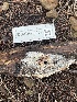  ( - FDS-CA-08469)  @11 [ ] by-nc (2025) Dean Lyons Fungal Diversity Survey