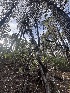  ( - FDS-CA-08469)  @11 [ ] by-nc (2025) Dean Lyons Fungal Diversity Survey