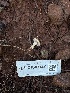  ( - FDS-CA-07460)  @11 [ ] by (2025) Justin Paulin Fungal Diversity Survey